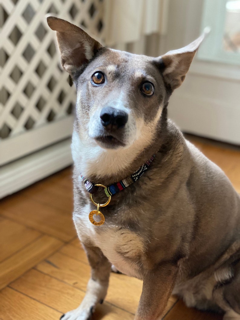 May include: A brown and white dog with a colorful collar and a gold tag sits on a wooden floor. The dog is looking directly at the camera.