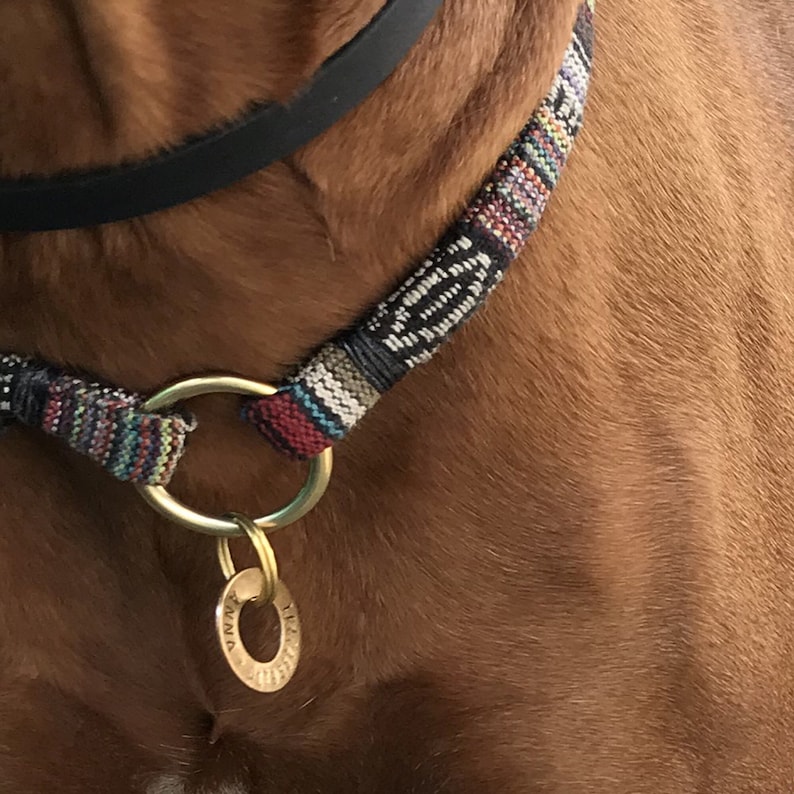 May include: A close-up of a dog wearing a colorful woven dog collar with a brass ring and a round brass tag.