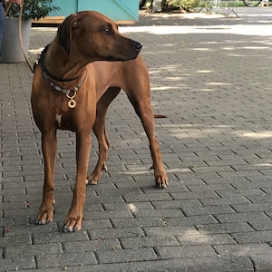 May include: A Rhodesian Ridgeback dog with a short, smooth, reddish-brown coat, standing in profile. The dog wears a dark, patterned collar with a small, circular gold-colored metal tag attached to a ring, and is connected to a thin tan leash.