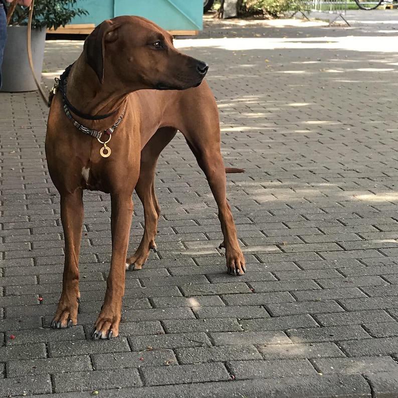May include: A Rhodesian Ridgeback dog with a short, smooth, reddish-brown coat, standing in profile. The dog wears a dark, patterned collar with a small, circular gold-colored metal tag attached to a ring, and is connected to a thin tan leash.