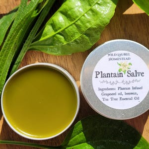 Plantain Salve