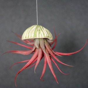 Ceramic Jellyfish Air Plant Hanger – Handmade Sea-Inspired Hanging Sculpture with Tillandsia – Coastal Ocean Decor