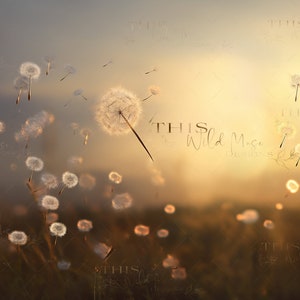 Summer digital backdrop, Dandelion Wishes, whimsical digital background, dandelions, fantasy, childhood imagination composite, summer image 2