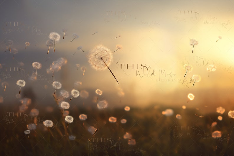 Summer digital backdrop, Dandelion Wishes, whimsical digital background, dandelions, fantasy, childhood imagination composite, summer image 2