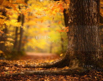 May include: A large tree trunk with brown bark in a forest setting. The ground is covered in fallen autumn leaves in shades of yellow, orange, and brown. The background is blurred and shows a path through the forest.