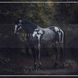 Skeleton painted horse backdrop, spooky horse, halloween horse, halloween, creative composite, digital background, photoshop composite