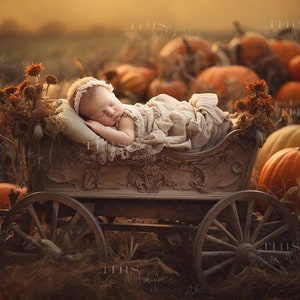 Newborn Pumpkin Field Sunset digital background, pumpkin field, pumpkins, newborn digital backdrop, newborn wagon, newborn fall composite