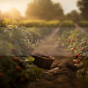 May include: A wicker basket sits in a field of green plants with red berries. The background is blurred and shows a path leading into the field. The sun shines brightly in the distance.