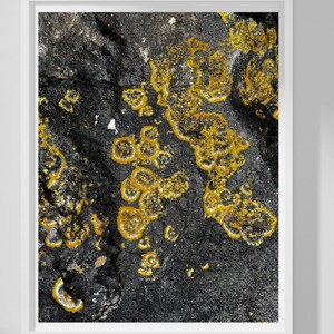 Fotografia di lichene giallo, natura, arte, stampa, decorazione moderna, poster botanico, design astratto, quadro da parete, scrivania, immagine accattivante