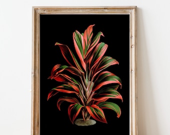 Dracaena Plant Black | Floral Art | Plant Art | Glasslion DIGITAL DOWNLOAD | Printable Art