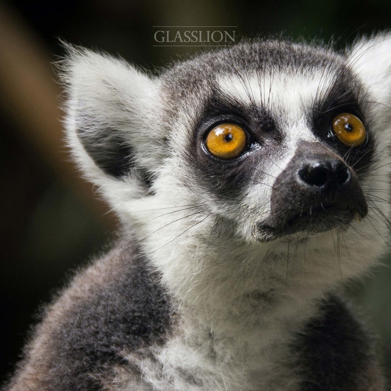 Samsung Frame TV Art Lemur Photo DIGITAL DOWNLOAD image 5