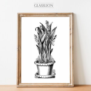 Könnte beinhalten: Ein gerahmter botanischer Schwarz-Weiß-Druck mit einer detaillierten Illustration von Maiglöckchen in einem dekorativen Topf. Der Druck ist in einem Holzrahmen gefasst und enthält oben den Text "GLASSLION".