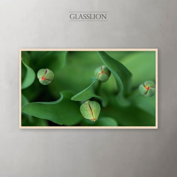 Samsung Frame TV Art | Tulip Bud Kisses | DIGITAL DOWNLOAD
