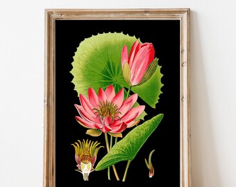 Egyptian Water Lily Black | Floral Art | Plant Art | Glasslion DIGITAL DOWNLOAD | Printable Art