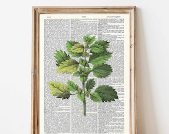 植物のイラクサハーブ | フローラルアート | 植物アート | 辞書アート | Glasslion デジタルダウンロード | 印刷可能なアート