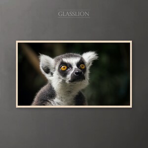 Samsung Frame TV Art Lemur Photo DIGITAL DOWNLOAD image 3