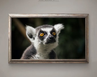 Samsung Frame TV Art | Lemur Photo | DIGITAL DOWNLOAD