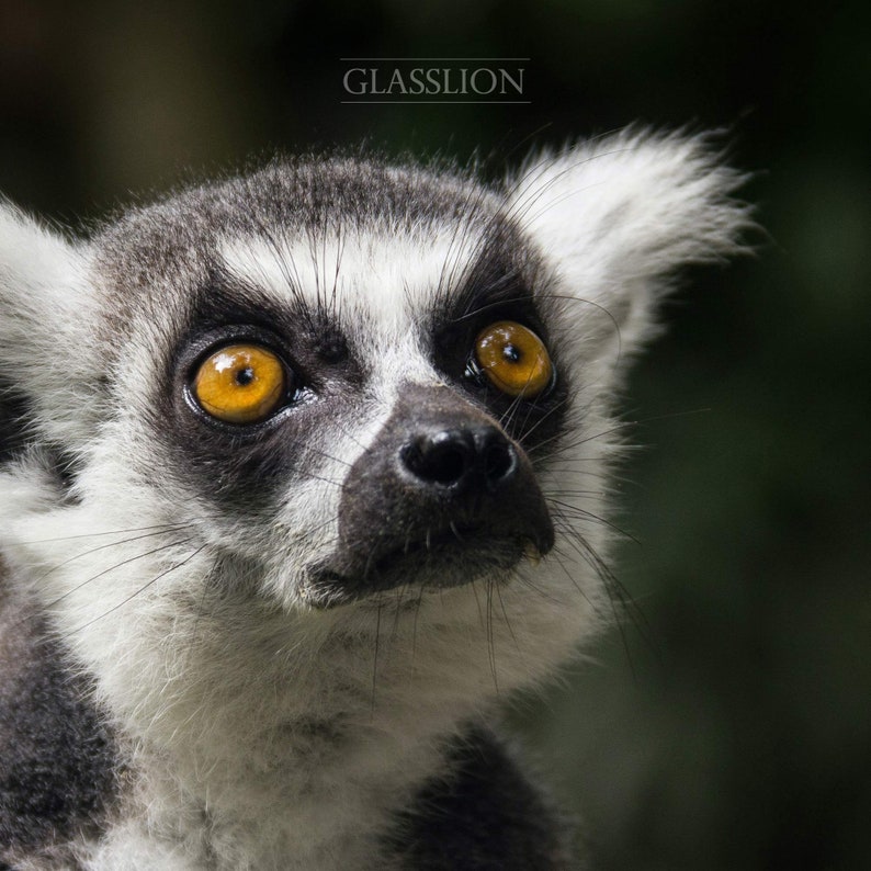 Samsung Frame TV Art Lemur Photo DIGITAL DOWNLOAD image 6