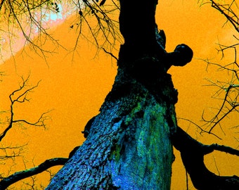 Surreal Old Tree Fine Art Photography/8x10 inches