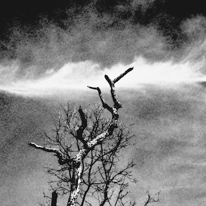Old Tree / Chem Trail / Expressionism Black and White