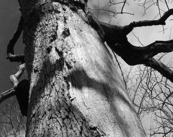 Old Tree / Oak Tree / Black and White / Fine Art Photography 11 x 14
