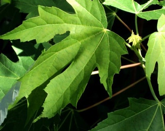 Green Plant / Nature Photo / Green Leafs of Summer / Fine Art Photography