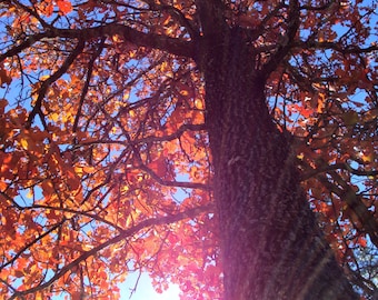 Fall Colors / Sunshine / Suns Rays thru Tree / Fall Leaves 11 x 14