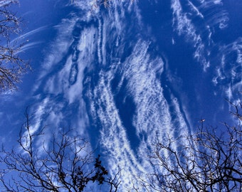 Blue Sky /  High Clouds / Winter Trees / 8 x 10 Fine Art Photo