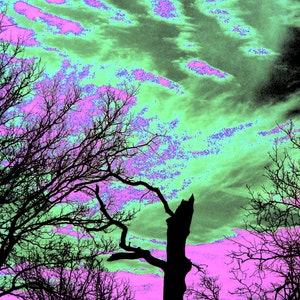 Surreal Sky with Trees Green and Purple  8 x 10 Fine Art Photography