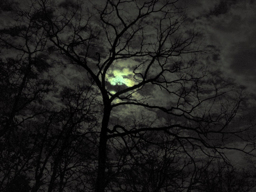 Full Moon Forest Night Trees Winter Night Fine Art Photography 