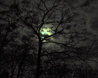 Full Moon / Forest Night / Trees / Winter Night / Fine Art Photography