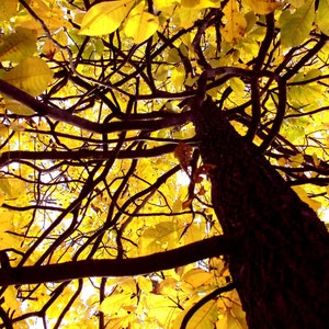 Sunlit Tree with Bright Yellow Leaves 8 x 10 Fine Art photo