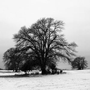 Winter Tree / Snow / Fine Art Photograph