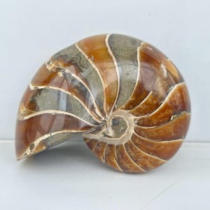 Natural Ammonite Fossil Conch,quartz crystal,Crystal Fossil,Fossil Specimen,Crystal Specimen,Home Decoration Crystal Gifts 1PC