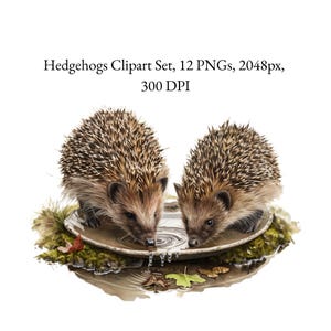 Ensemble de cliparts hérissons des bois – 12 illustrations à l'aquarelle