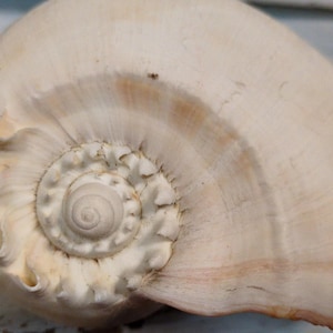 May include: Close-up of a large, cream-colored seashell. The shell has a spiral pattern at the center, with a smooth, textured surface. The shell's color varies from cream to light brown.