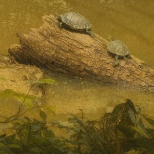 Turtles on a Log Art Print: Green River Wildlife Scene (Digital Download)
