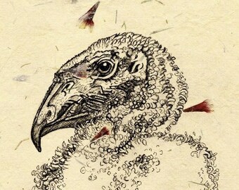 Baby California Condor Original Drawing in Pen and Ink, vulture chick artwork on handmade paper with embedded flower petals