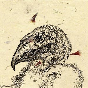 Baby California Condor Original Drawing in Pen and Ink, vulture chick artwork on handmade paper with embedded flower petals