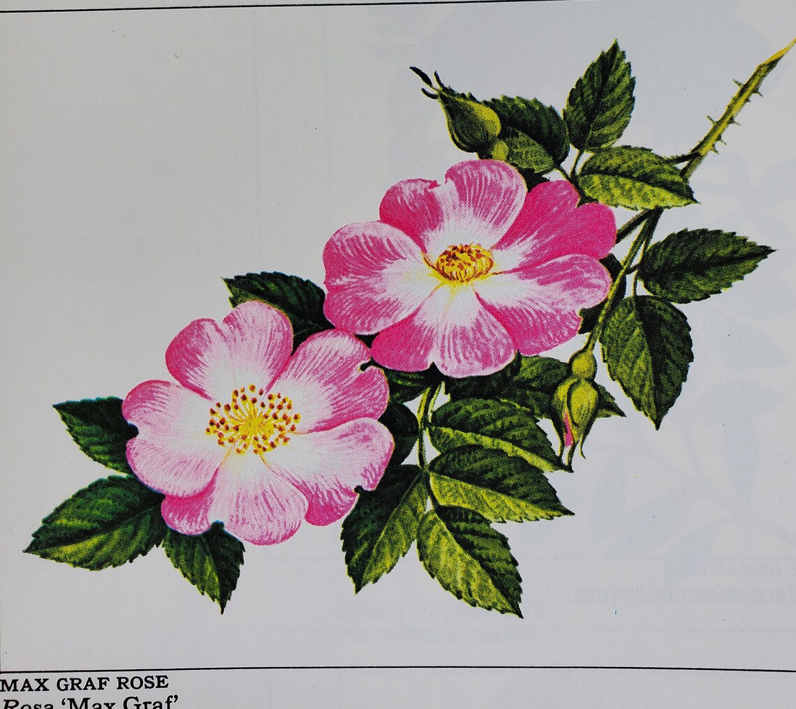 Vintage Wildflowers Collector's Album by Rona Beame for Etsy