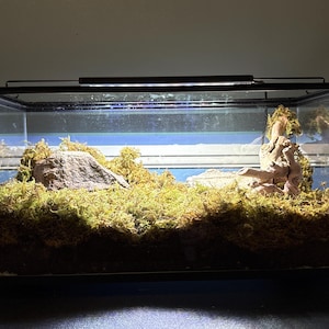 May include: A glass terrarium with a black frame, filled with green moss, a large rock, and a piece of driftwood. The terrarium is lit by a light fixture on top, creating a natural habitat.