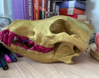 コヨーテの頭蓋骨のレプリカ（博物館品質） - Etsy 日本