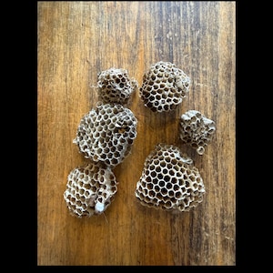 ウェストバージニア州で発見された6つの紙製の巣、ヨーロッパスズメバチの巣、蜂の巣