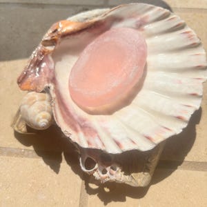 May include: A large, white seashell with pink and brown accents cradles a light pink, oval-shaped bar of soap. The shell rests on a light brown tiled surface, with a smaller shell visible to the left. The scene is lit by bright sunlight.