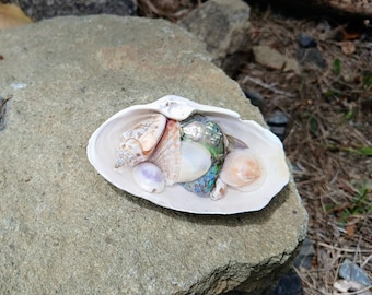 Enfeite de concha para decoração de mesa e escritório. Um deleite para os olhos. Brinquedo inquieto.
