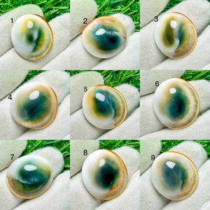 May include: A collection of nine oval-shaped Shiva eye shell cabochons, each featuring a smooth, polished surface with a central dark green spiral pattern surrounded by white and tan tones, numbered one through nine for identification.