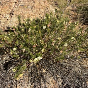 May include: A close-up of a green bush with small white flowers and brown seed pods. The bush is surrounded by dry, brown grass and sits against a backdrop of brown rocks.