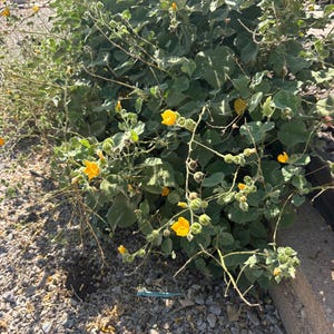 Superstition Mallow, Abutilon palmeri, (30-Seeds per packet)