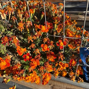 May include: A close-up of a wooden planter box filled with vibrant orange marigold flowers. The flowers are in full bloom, with a mix of dark green foliage. A wire fence surrounds the flowers, with a blue decorative element.