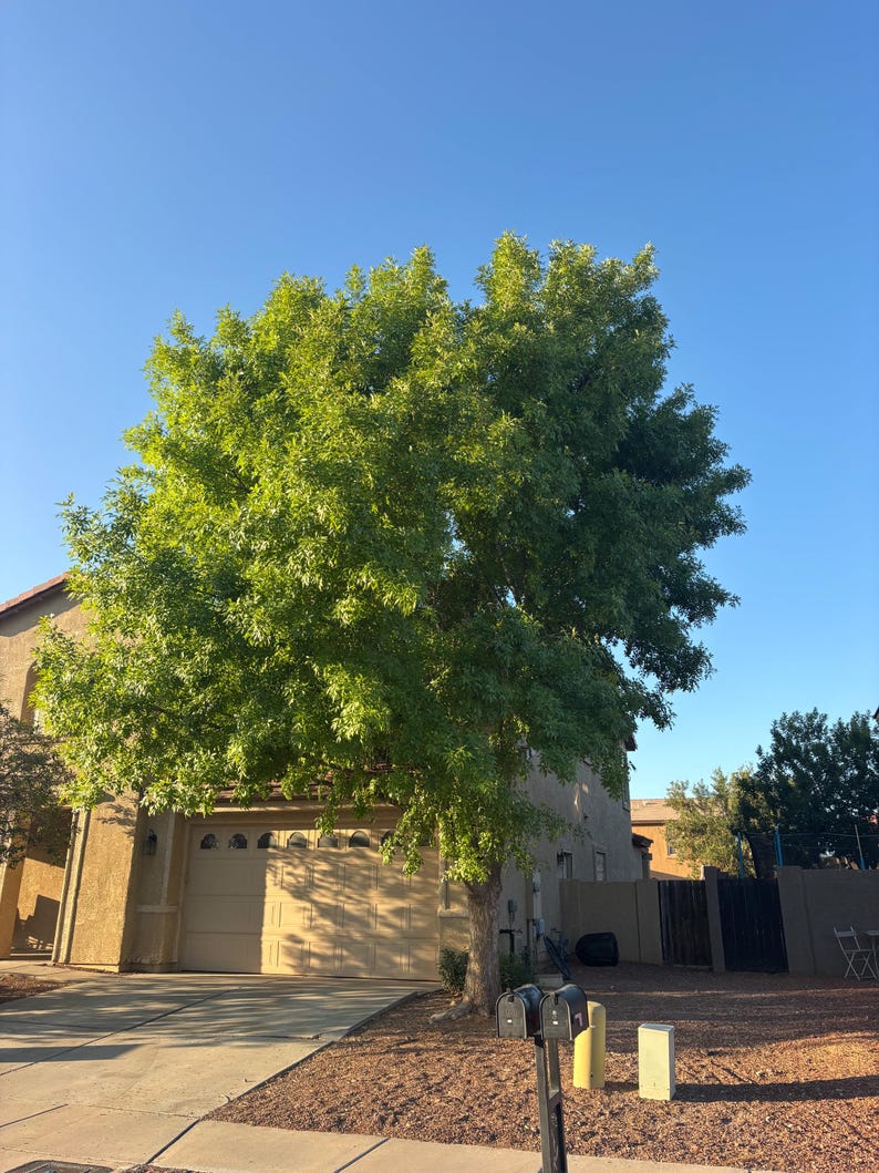 Fraxinus Velutina, Arizona Ash, Velvet Ash (100-seeds per Packet) - Etsy